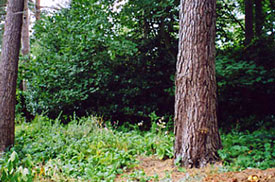 London Tree House Design