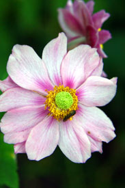 Wild Flowers for Patios