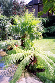 Lighting Garden Designers