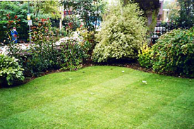 Organic Lawns