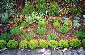 London Planting Schemes