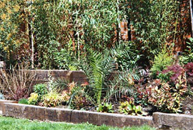 Planting Design Hampstead